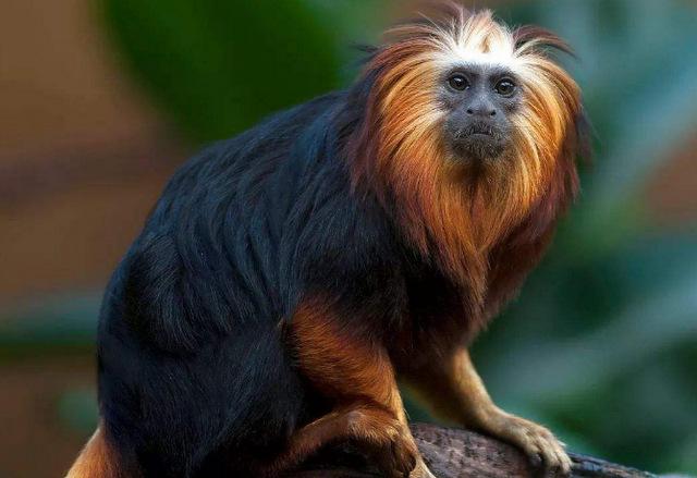 世界10大濒危动物，第一仅剩下35头，你知道几个？