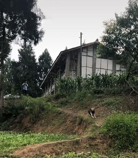 养了3年的狗卖给别人，再次相见时主人喊了一声，狗狗举动让人泪目