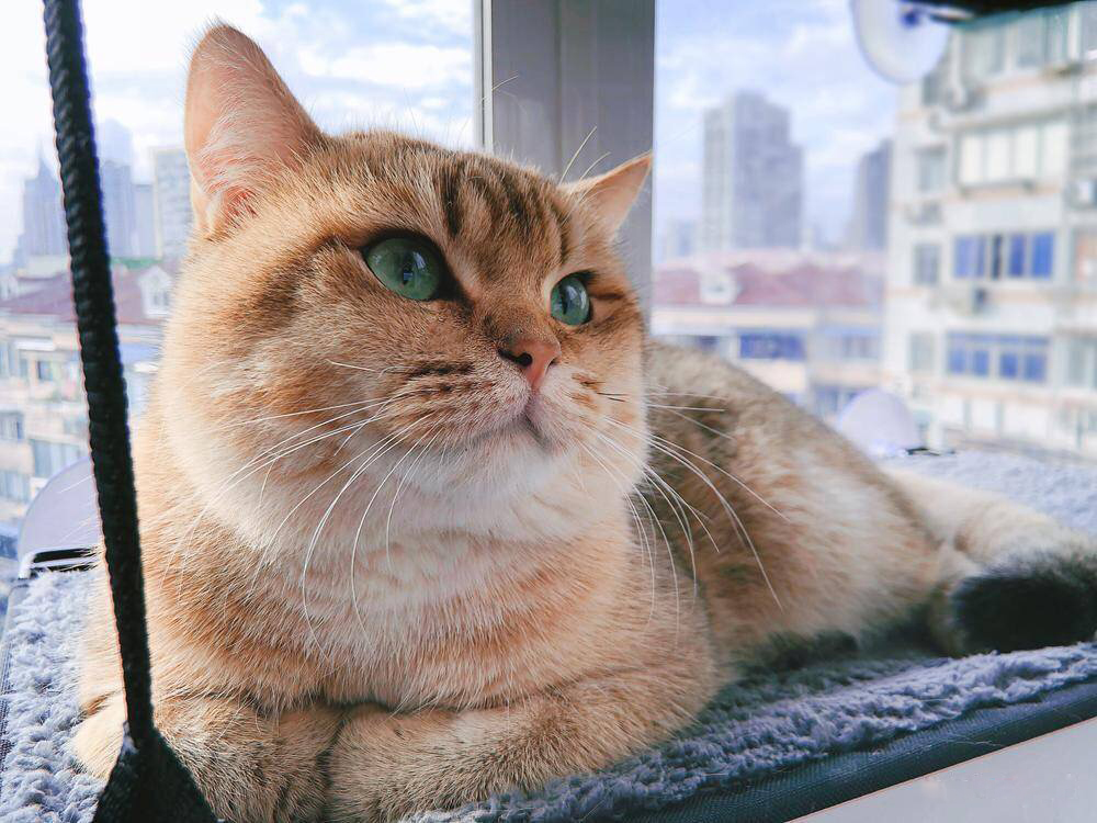 新手必看！养猫之前一定要做好这7个准备，后悔没早点看到！