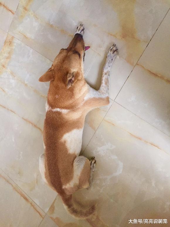 网友带土狗出去玩儿，回来之后它可高兴了，在地上趴着傻笑