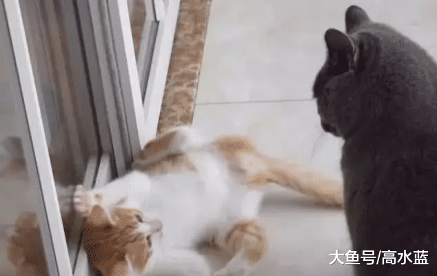 绝育后的蓝猫，迷恋上了橘猫弟弟的蛋蛋