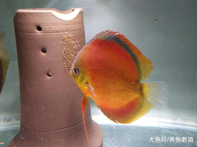 混养鱼缸观赏鱼繁殖，到底如何去做比较好，比如迷你鹦鹉鱼和燕鱼