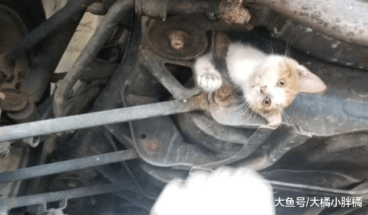 调皮小猫被困车底，大家不求回报的救助，因为生命比金钱更有意义