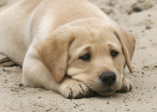 狗狗其实很聪明，经常会做这4个动作，你知道是什么意思吗？