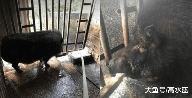 养20年大猪睡梦中离世！本来帮忙洗澡的她泪崩：在天堂要吃饱饱