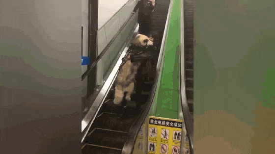阿拉斯加犬害怕乘电梯, 让主人抱在怀里, 狗: 抱抱, 举高高……