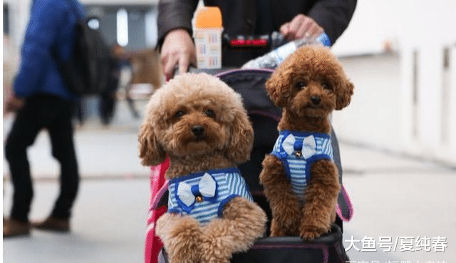 泰迪到底有多聪明？网友：这是我的亲身经历，简直就是小人精！