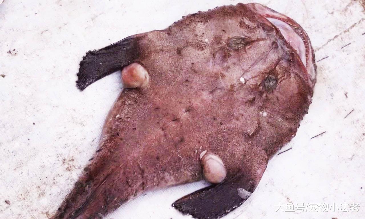 全球最没出息的生物，一出生就要女人“包养”，没有女人就活不了
