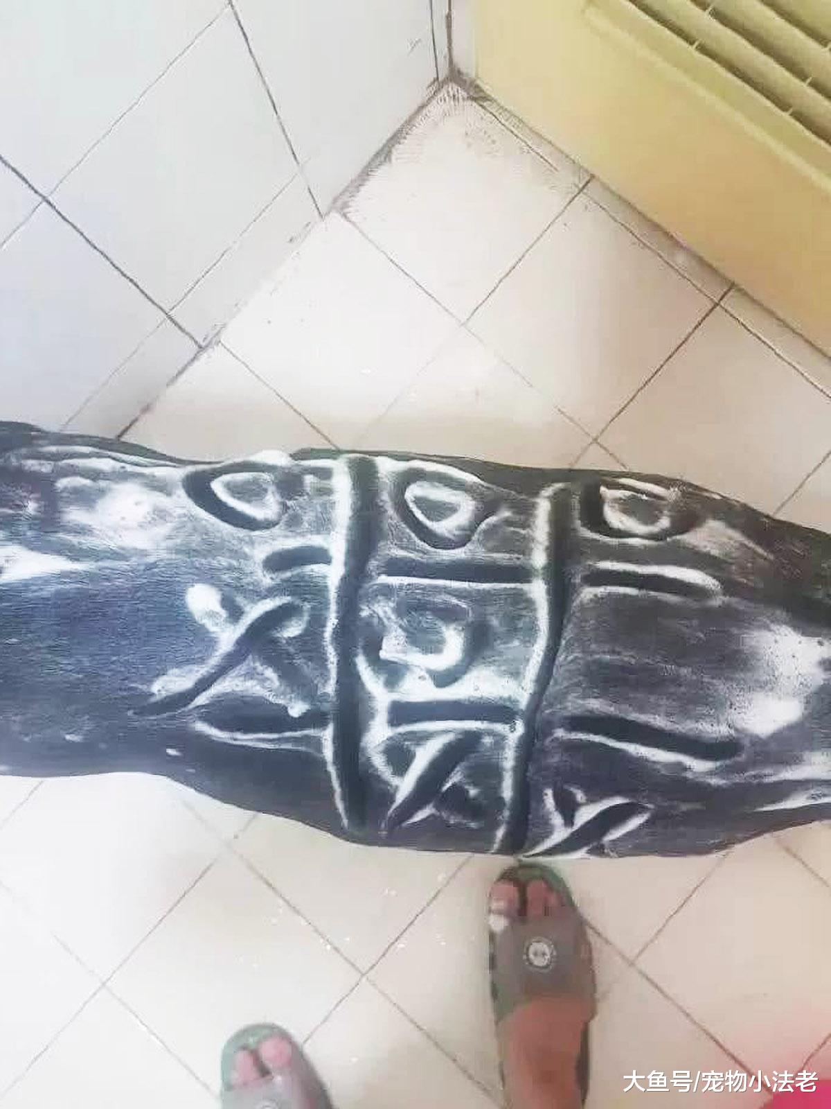 男子给大狗洗澡上瘾，1洗就是最少1个小时，网友：这是什么鬼！