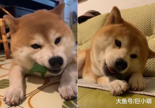 狗狗盯着小馒头流口水，只有一颗吃完就没了，到底吃不吃呢？