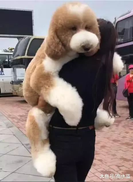 路遇一妹子抱“泰迪布偶”超抢眼，网友仔细一看笑喷：居然碰了到本尊！