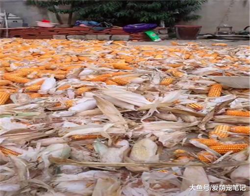 网友带金毛回农村老家，居然帮主人撕玉米皮，汪：找到用武之地了