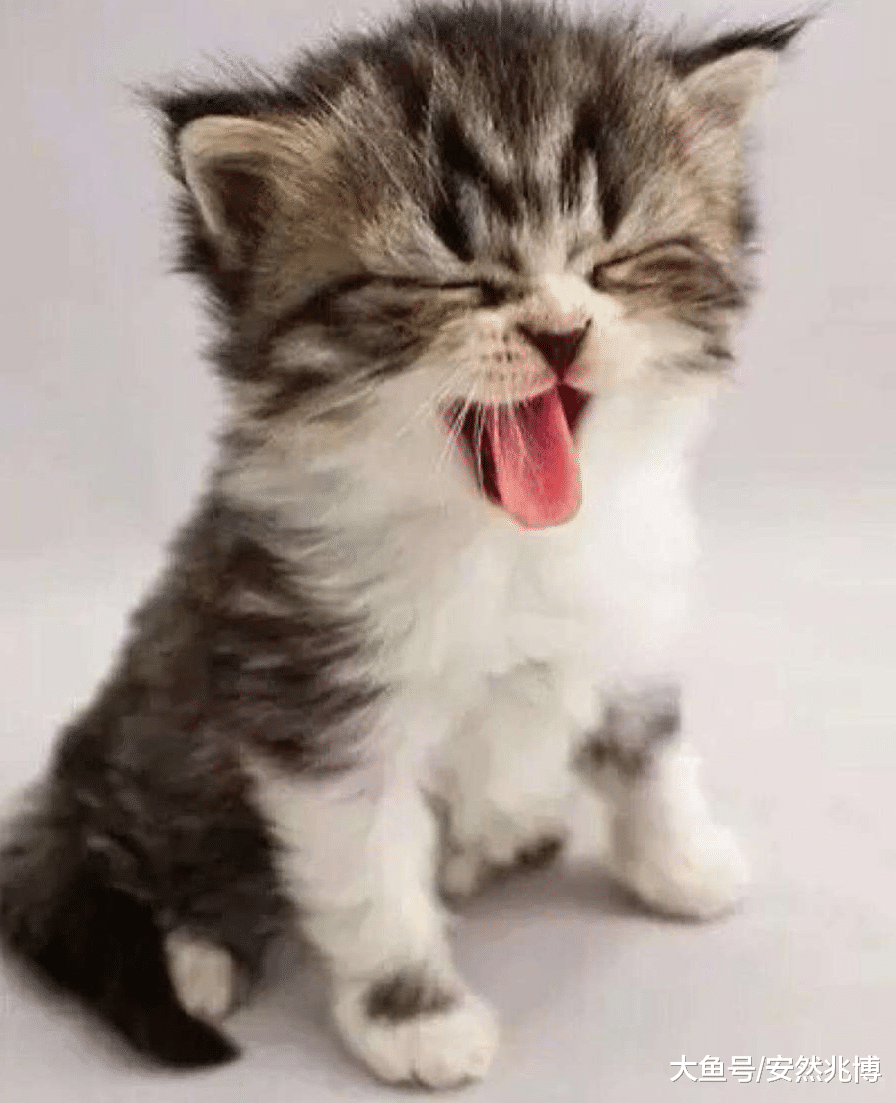 网友以为捡了只高颜值奶猫，结果才吃完第一餐就“原形毕露”了？