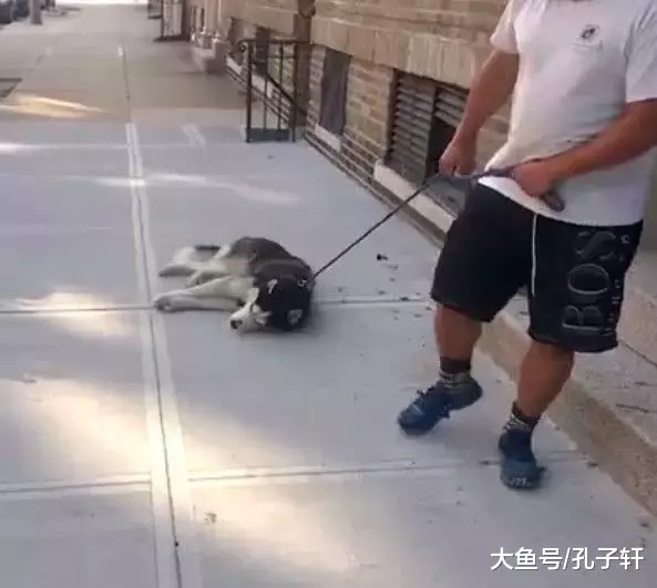 被拖着走的狗子, 以为是虐狗, 结果让人心疼