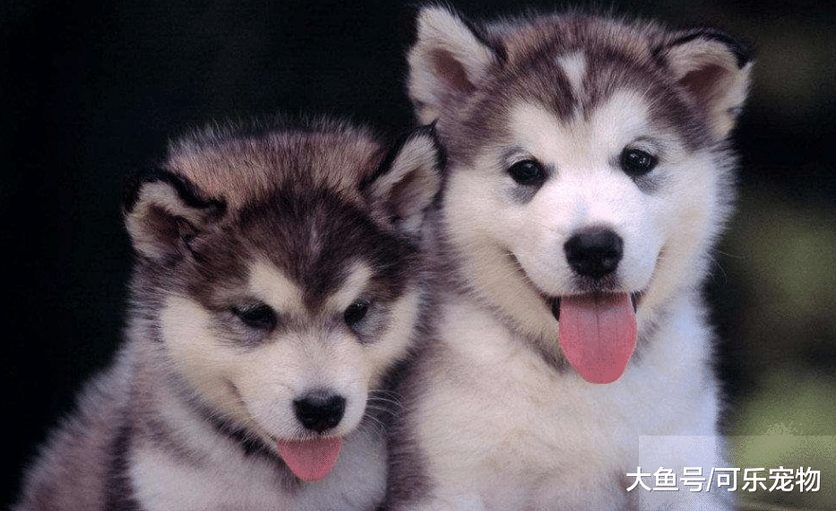 主人带哈士奇去医院，二哈一见到针头就戏精上身，网友：好演技！