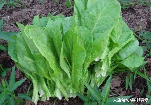 婆婆来城里带孩子，闲着无聊开荒种菜，以后蔬菜不用买了！