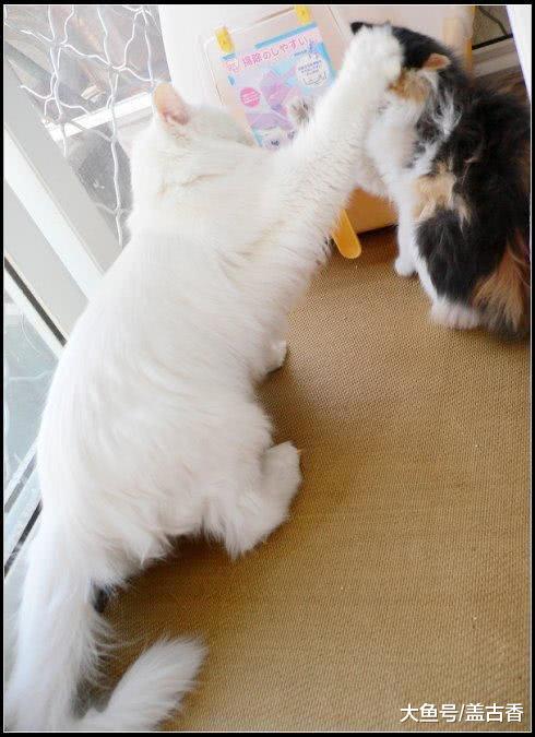 一个不平凡的果，同时吸了两只喵，接下来的画面让主人在一旁笑抽