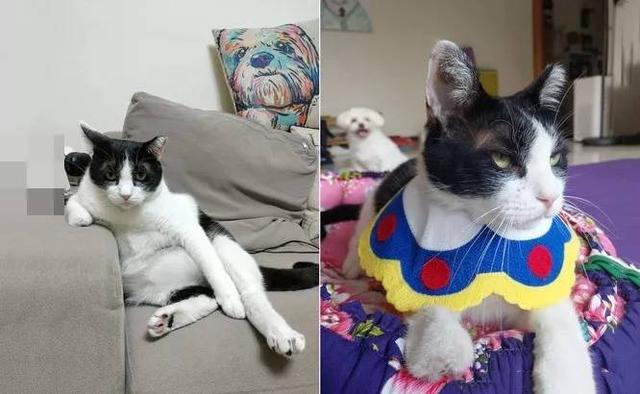 他警告妻子“怀孕不能养猫”，最后自己却成了标准猫奴