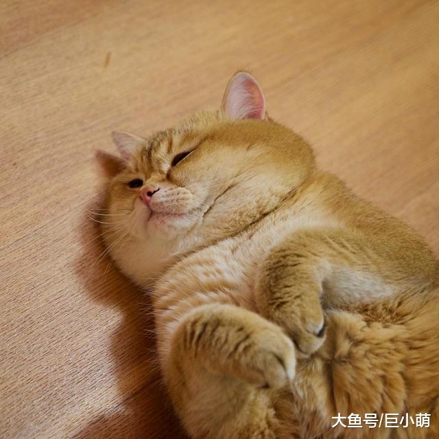 懒猫坐拥76万粉丝，靠吃喝玩乐卖萌为生，却热心公益救助流浪猫