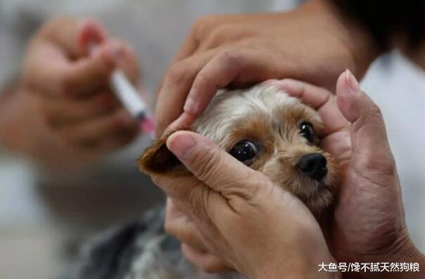 狗狗驱虫讲究多, 5大驱虫误区劝你别犯!