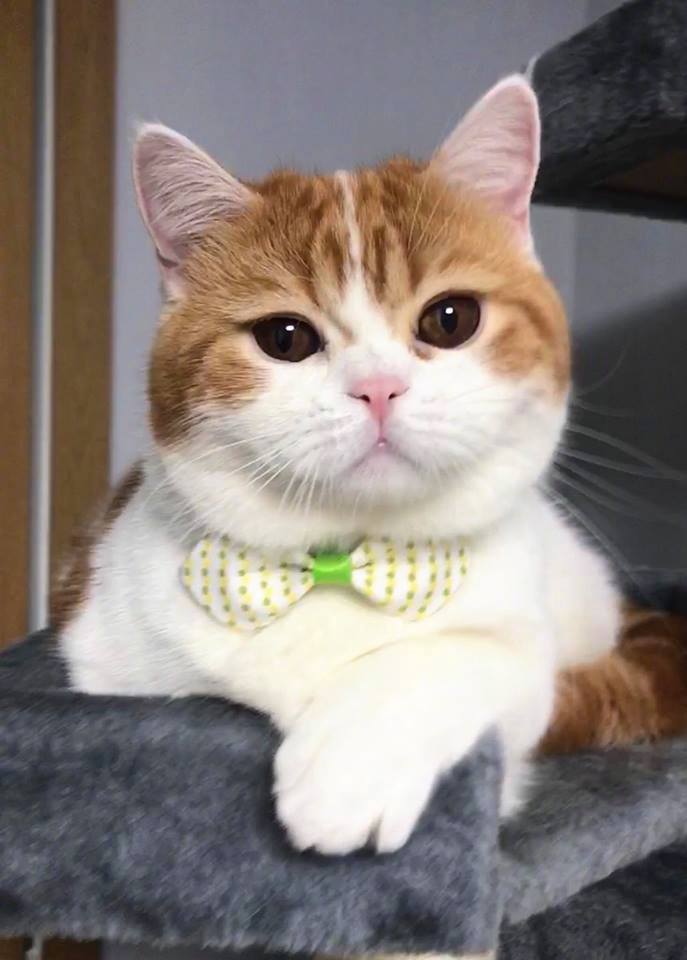 猫咪也有夫妻相吗？