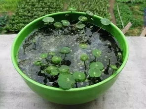 如何养护铜钱草，这样它才能使叶子疯狂生长