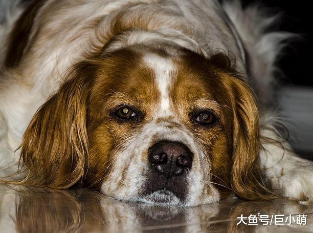 老年犬睡觉时间长，如何给老狗选合适的床，让狗狗睡得好