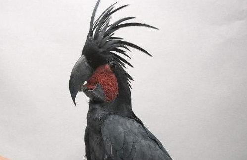 地球上10大最贵的观赏鸟, 第一高达100万美元, 土豪专属的宠物鸟