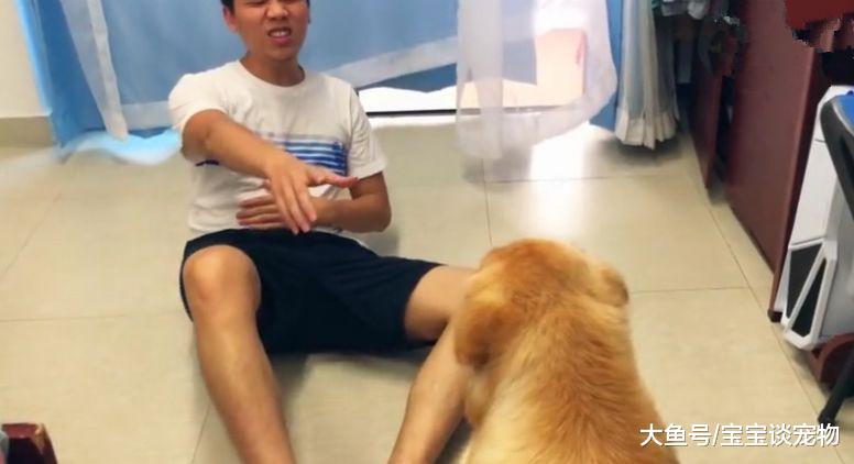 主人吃鸡腿后假装食物中毒，金毛会救主人？它竟然“求神拜佛”