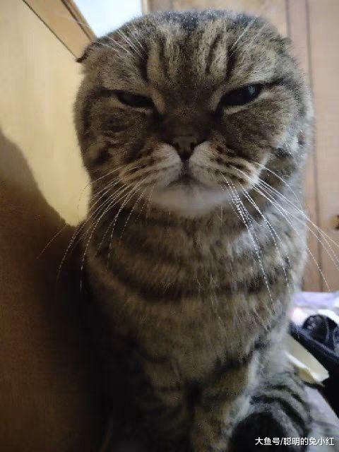 宠主把猫抱回家，以为猫不愿意，放走后家里溜进“不明生物”