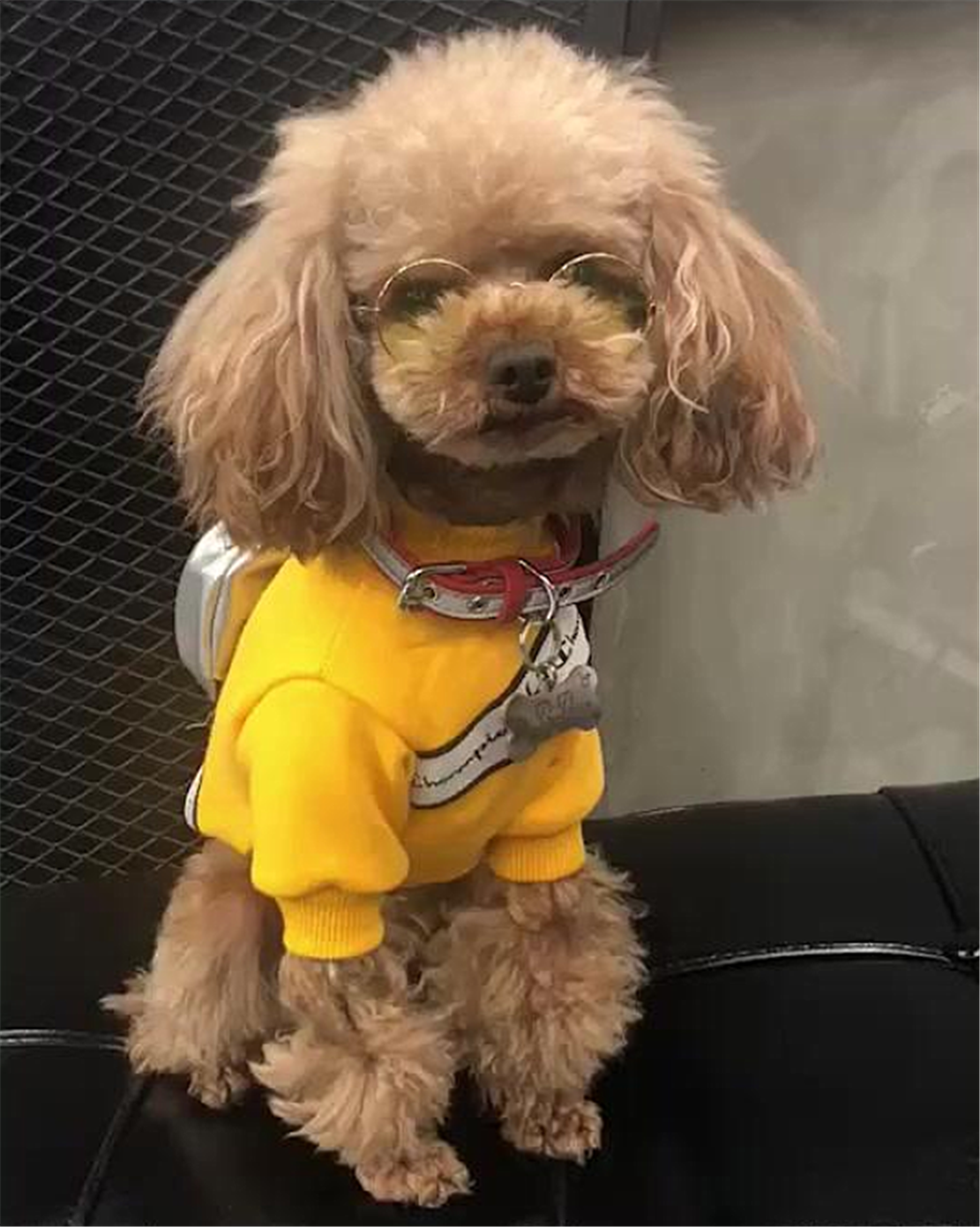 主人拍自己的头，泰迪挣扎嚎叫以为主人被欺负，狗：不许打我主人