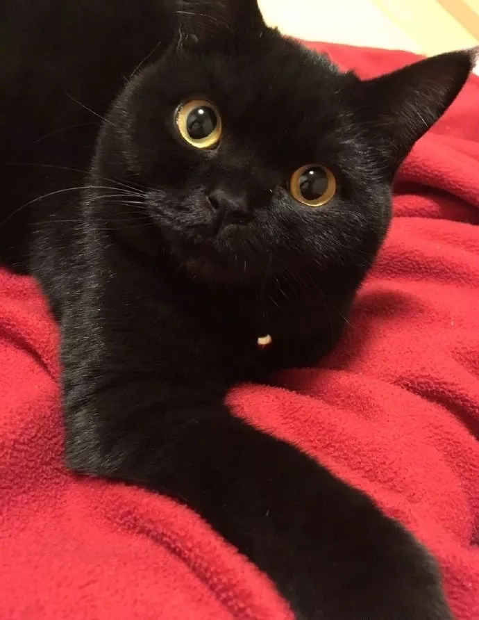 其实，猫的本质是打孔机吧！