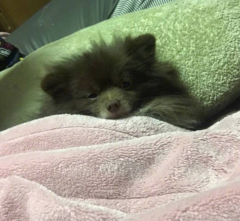 陪伴了我4年的狗，和大家分享一下我們雙方的好與壞