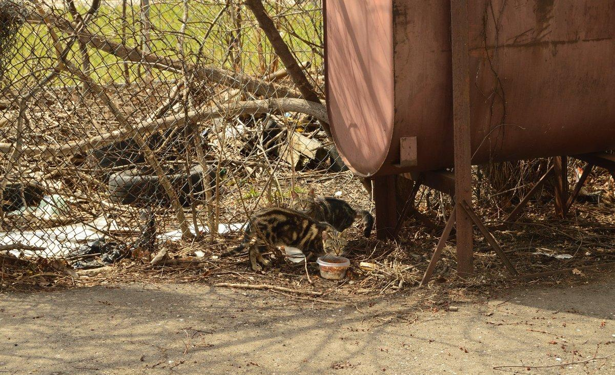 領養流浪動物需要哪些條件？如果你能接受，那不妨領養代替購買！