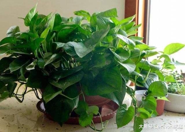 煮饭的时候，这个“水”留着别倒掉，用来浇花比施肥还要好