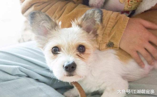 狗狗为什么喜欢跟着主人？你知道原因吗？