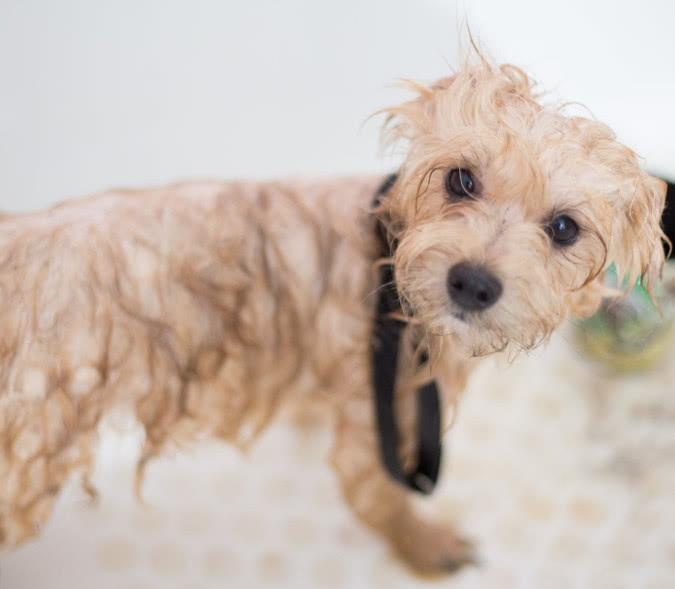 狗狗十分抗拒洗澡該怎么做？給狗洗澡前、后應該注意哪些問題？