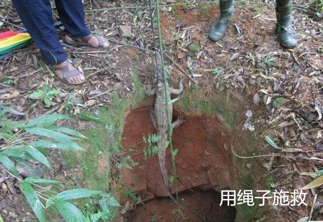 村民上山听见怪声，循着声音找到一个洞，看到洞中的生物连忙报警