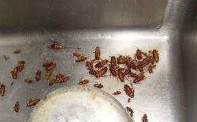 只需2滴油，不花钱让家中蟑螂子孙全绝，家中再也无蟑螂