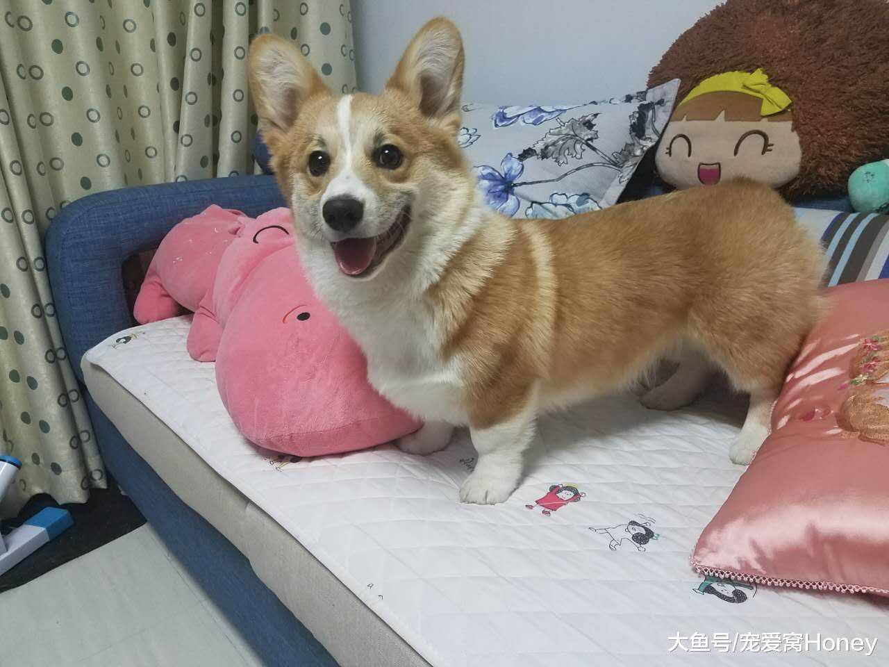狗狗吃它自己的便便，怎么教都教不好，怎么辦？