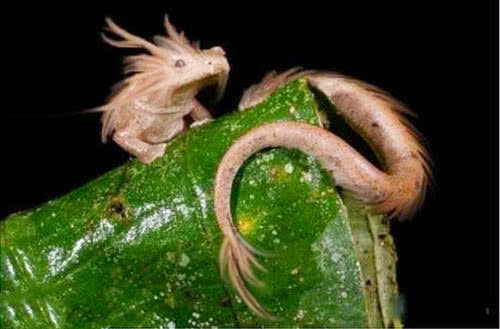 世界上竟真存在龙？专家发现其原型，10年不进食也不会死亡