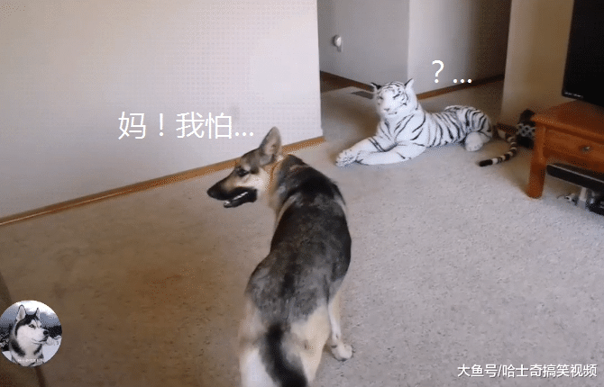 家里来了一只“老虎”，德牧却吓得到处躲，胆子是有多小？