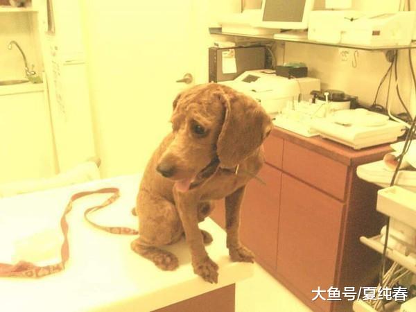 男主说腊肠犬好看，女主直接把泰迪剃光，狗：没人考虑我的感受吗？