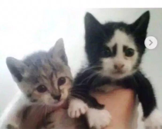 女大十八變，那貓呢？