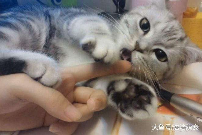 貓咪為什么喜歡咬你的手？意思有5個，也是喜歡你的表現