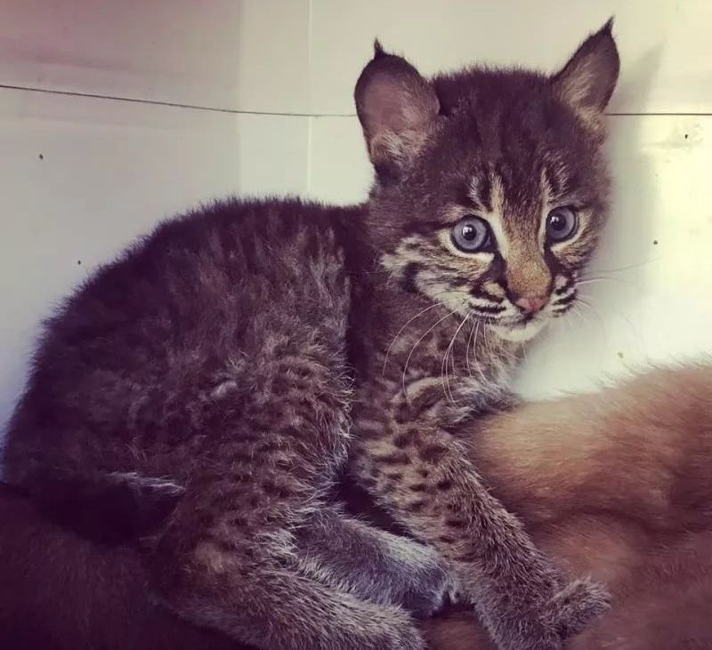 女子救了一只小流浪猫，邻居发现后慌张上门警告：快送走！