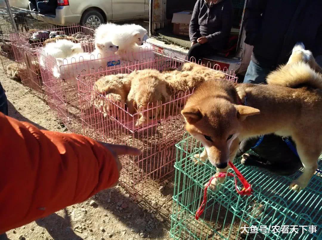 可爱的柴犬出现在狗市, 商贩喊价4800元! 引来不少买主围观