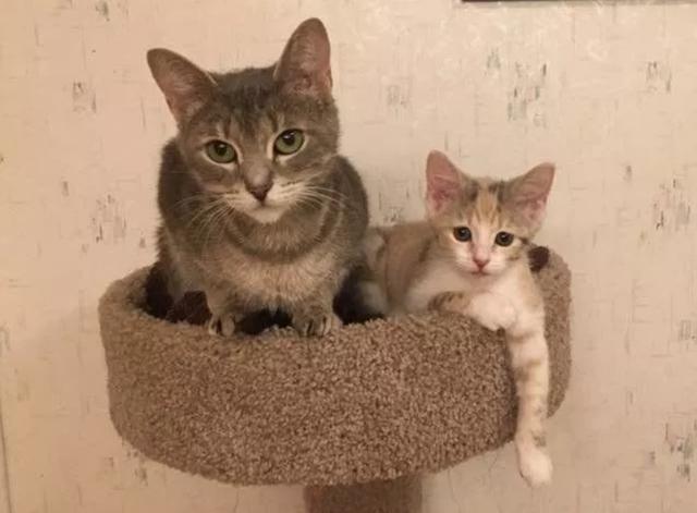 猫妈妈带着小猫在街上讨食，却被其它流浪猫围攻，报亭大妈出手了