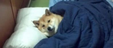 一起患上了痴呆症的奶奶和柴犬，长时间未见，感人的画面就此上演