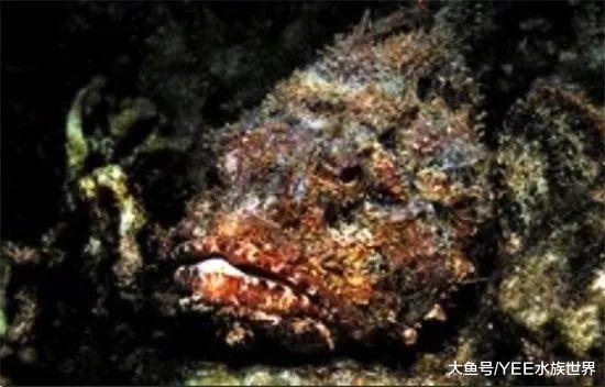 身懷劇毒還善于偽裝，石頭魚秘密武器讓人疼的想死